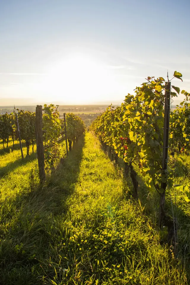 Wenn die Straußwirtschaft öffnet: wie ein Weingut seine Stammgäste rechtzeitig erreicht